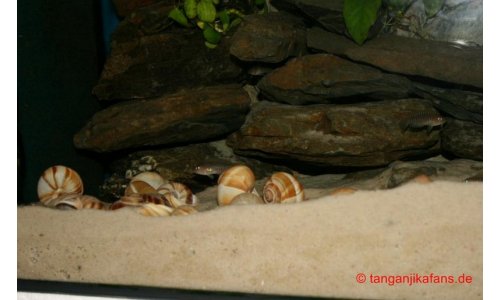 Neolamprologus multifasciatus Becken